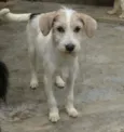 Tina