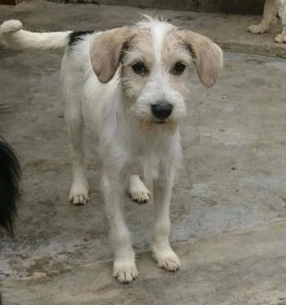 Cachorro ra a SRD idade 2 a 6 meses nome Tina