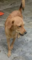 Caramelo
