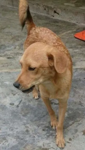 Cachorro raça SRD idade 2 a 6 meses nome Caramelo