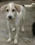Tina