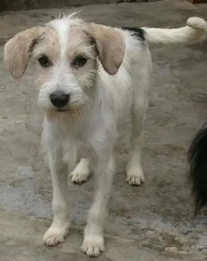 Cachorro raça SRD idade 2 a 6 meses nome Tina