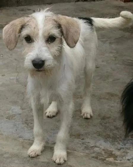 Cachorro ra a SRD idade 2 a 6 meses nome Tina