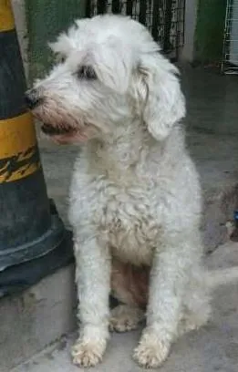 Cachorro raça Poodle idade 1 ano nome Dado