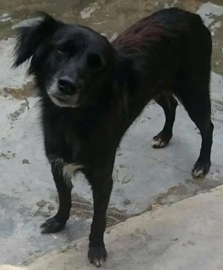 Cachorro ra a SRD idade 4 anos nome Goiânia
