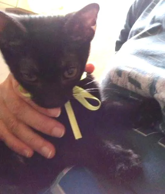 Gato ra a SRD idade 2 a 6 meses nome sem nome