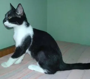 Gato raça  idade 2 a 6 meses nome Molly