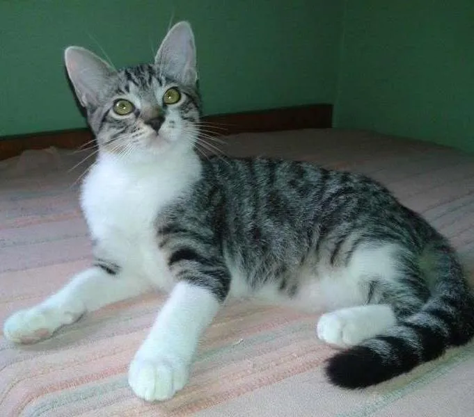 Gato ra a  idade 2 a 6 meses nome Billy