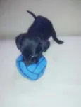 Cães