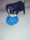 Cães