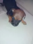 Cães