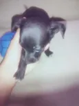 Cães