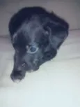 Cães