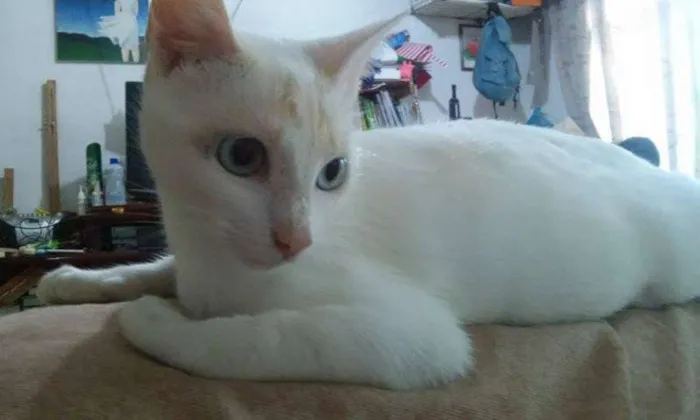 Gato ra a SRD idade 7 a 11 meses nome Cindy