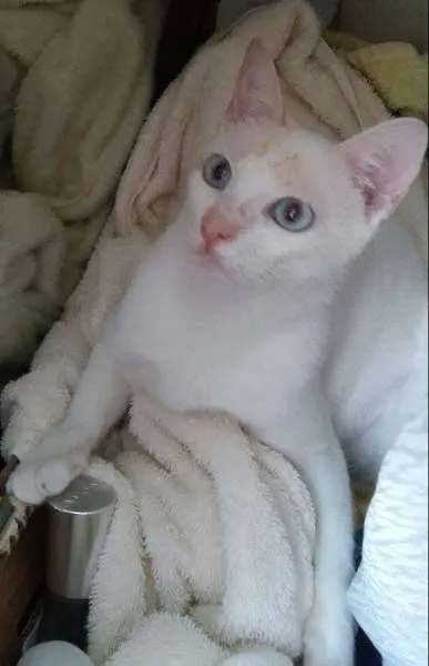 Gato ra a SRD idade 7 a 11 meses nome Cindy