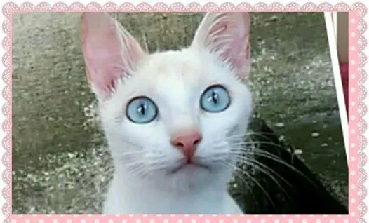 Gato ra a SRD idade 7 a 11 meses nome Cindy