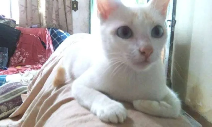 Gato ra a SRD idade 7 a 11 meses nome Cindy