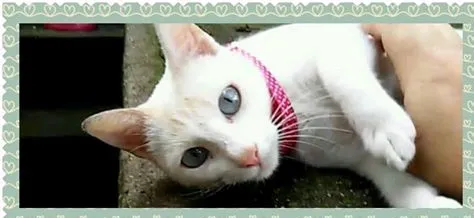 Gato ra a SRD idade 7 a 11 meses nome Cindy
