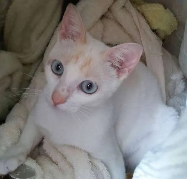 Gato ra a SRD idade 7 a 11 meses nome Cindy