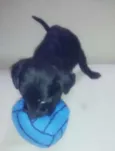 Cães