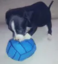 Cães