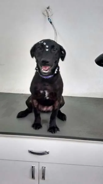 Cachorro ra a SRD idade 2 a 6 meses nome Pretinha