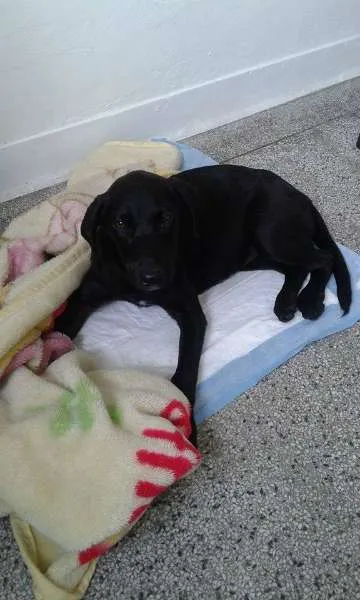 Cachorro ra a SRD idade 2 a 6 meses nome Pretinha