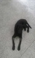 Pretinha