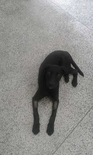 Cachorro ra a SRD idade 2 a 6 meses nome Pretinha
