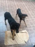 Fufu e Tutu