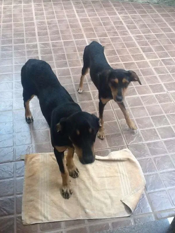 Cachorro raça SRD idade 1 ano nome Fufu e Tutu