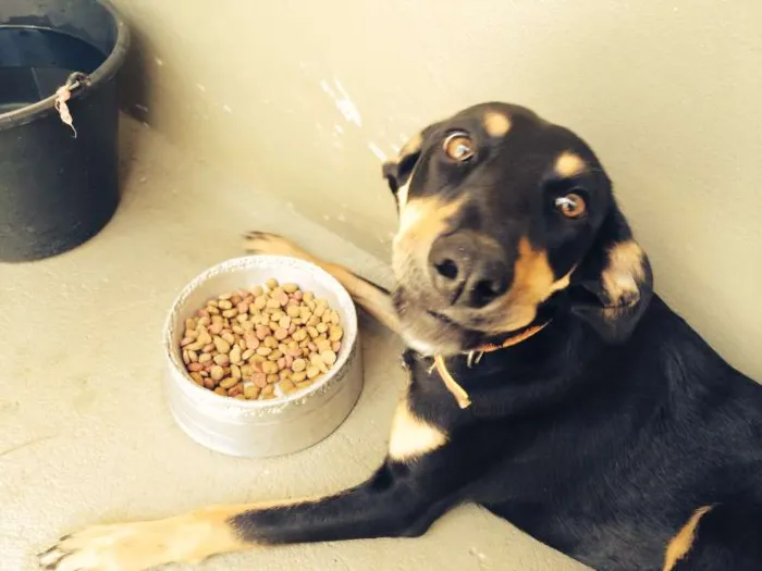 Cachorro raça SRD idade 1 ano nome Fufu e Tutu