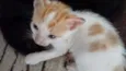 Gatinho