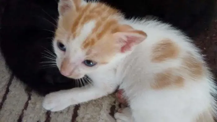 Gato ra a sem idade 2 a 6 meses nome Gatinho