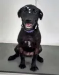 Pretinha