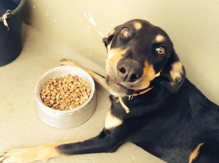 Cachorro raça SRD idade 1 ano nome Fufu e Tutu