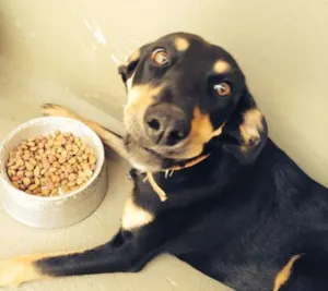 Cachorro raça SRD idade 1 ano nome Fufu e Tutu