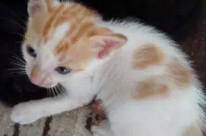 Gato raça sem idade 2 a 6 meses nome Gatinho