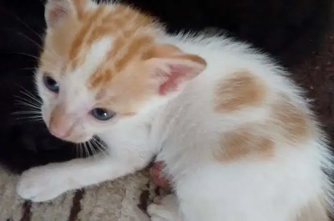 Gato ra a sem idade 2 a 6 meses nome Gatinho