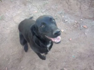 Cachorro raça SRD idade 2 anos nome Brega