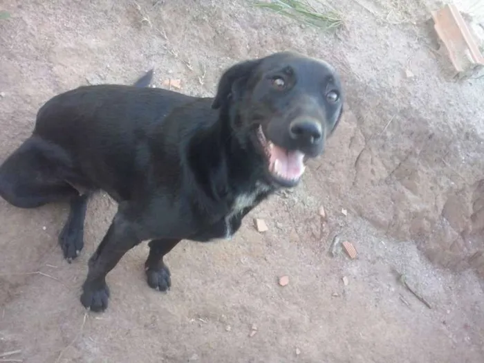 Cachorro ra a SRD idade 2 anos nome Brega