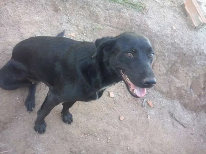 Cachorro ra a SRD idade 2 anos nome Brega