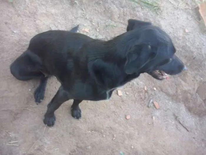 Cachorro ra a SRD idade 2 anos nome Brega