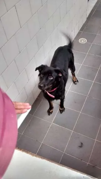 Cachorro raça Vira lata  idade 1 ano nome Dudolila