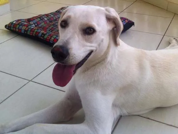 Cachorro ra a MESTIÇA DE LABRADOR idade 2 anos nome Akira