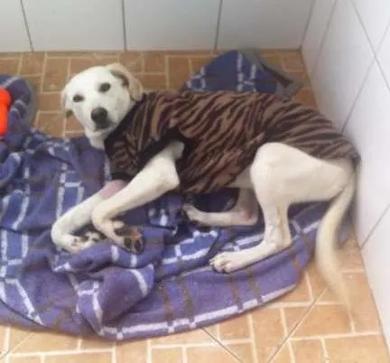 Cachorro ra a MESTIÇA DE LABRADOR idade 2 anos nome Akira