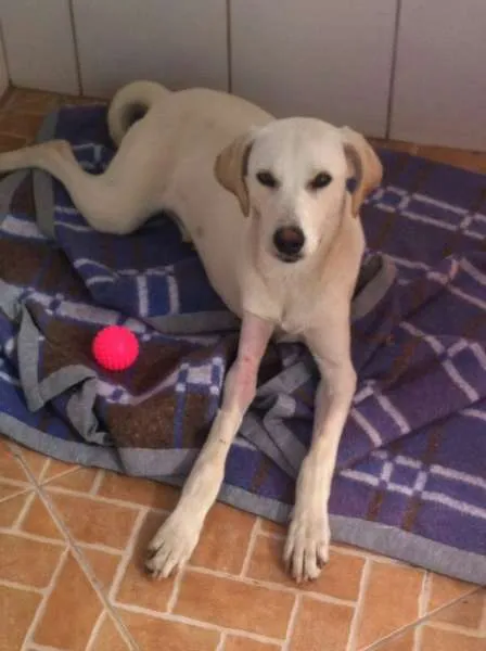 Cachorro ra a MESTIÇA DE LABRADOR idade 2 anos nome Akira