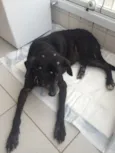 Cachorro raça SRD idade 6 ou mais anos nome Velhinha