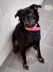Cachorro raça Vira lata  idade 1 ano nome Dudolila
