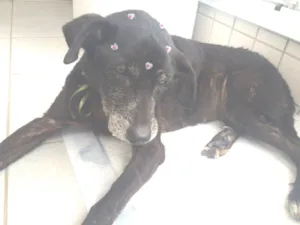 Cachorro raça SRD idade 6 ou mais anos nome Velhinha